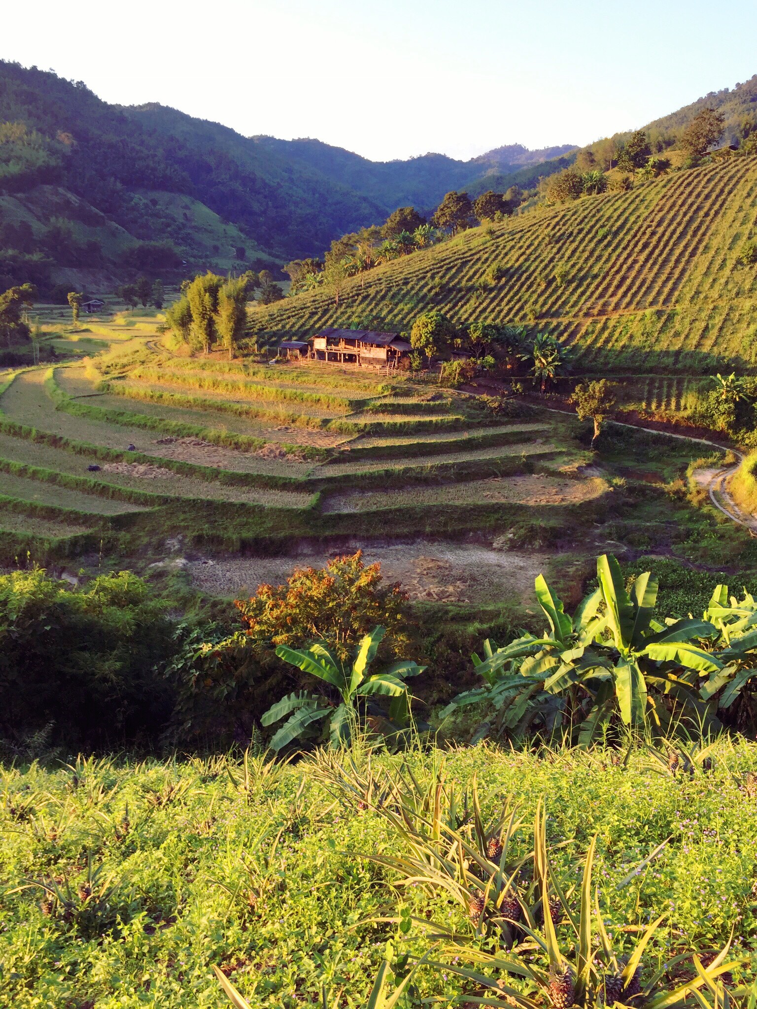 Paysages des cultures autour de "la Maison"- Province Chiang Rai-Thaïlande du nord