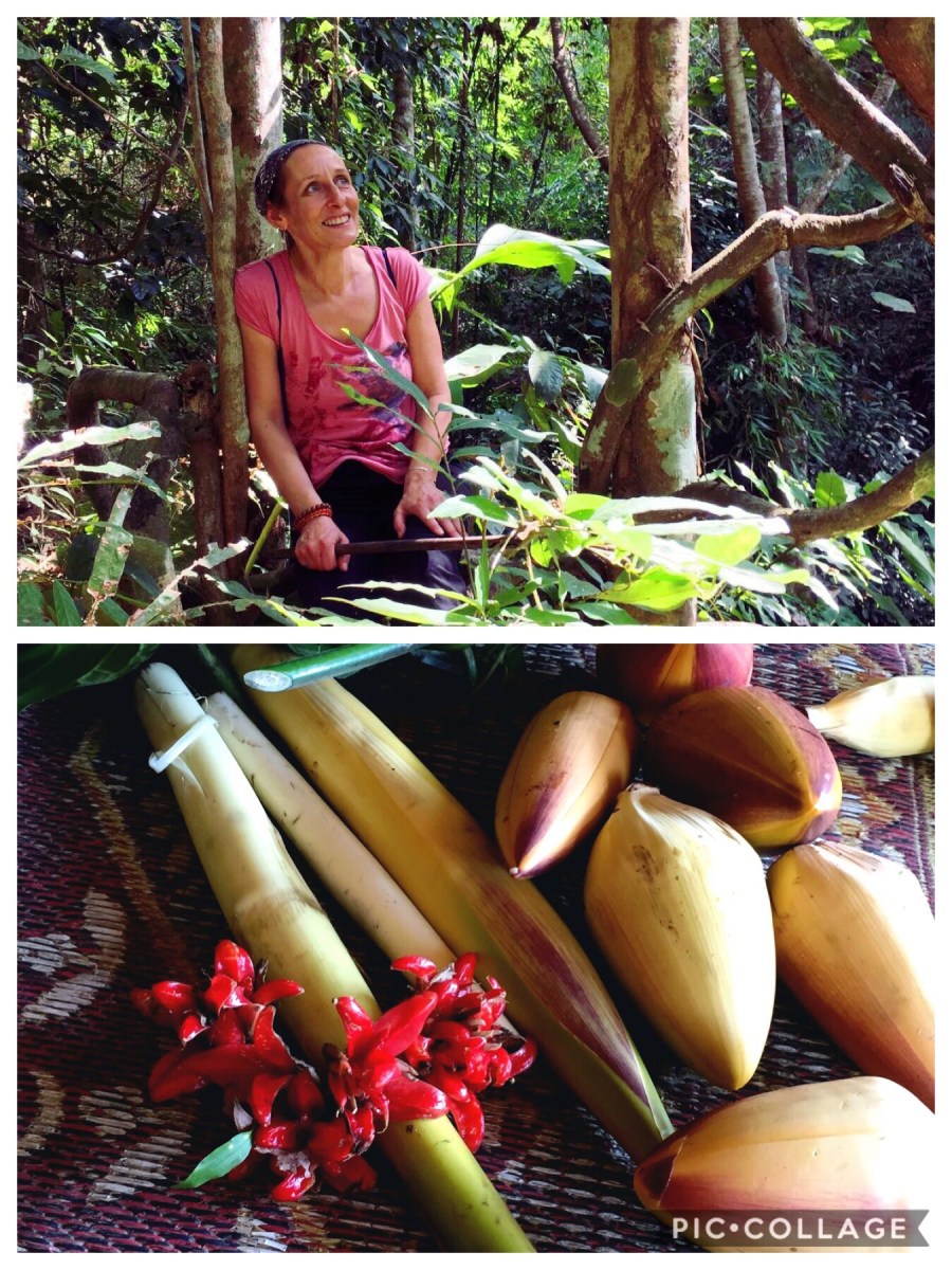 Sortie en jungle et cueillette de végétaux comestibles (fleurs de bananiers, fleurs, plantes et pousses de bambou)-Province de Chiang Rai-Thailande du nord