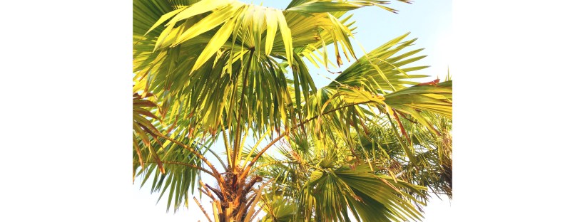 Bel été sous les palmiers