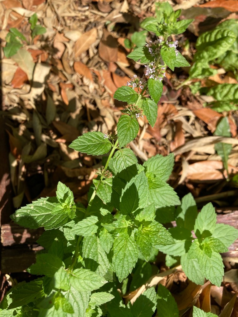 Pied de menthe fraîche au jardin 